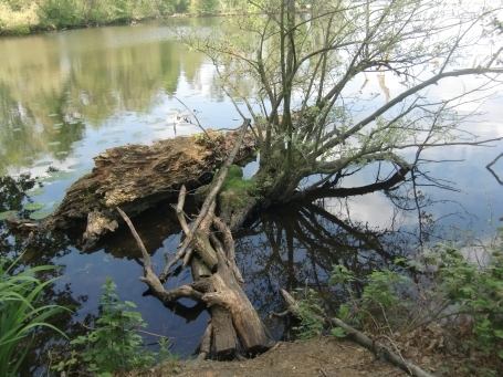 Nettetal-Hinsbeck : Krickenbecker Seen, Glabbacher Bruch